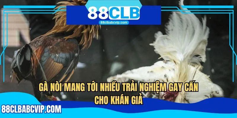 Gà nòi mang tới nhiều trải nghiệm gay cấn cho khán giả